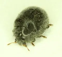 Rhyzobius forestieri thumbnail 2