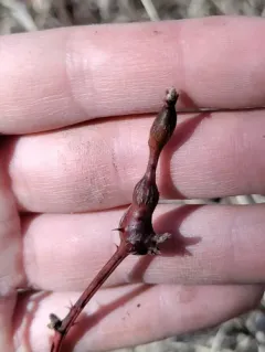 Neolasioptera nodulosa thumbnail 3
