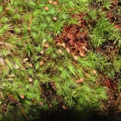 Common Apple-moss thumbnail 2