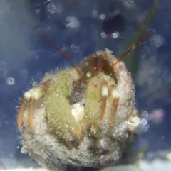 Greenmark Hermit Crab thumbnail 2