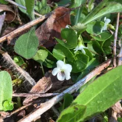 northern white violet thumbnail 2