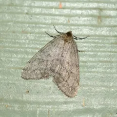 Walnut Spanworm Moth thumbnail 3