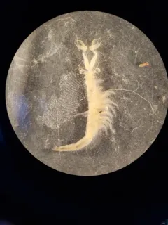 Colorado Spiny Tailed Fairy Shrimp thumbnail 2