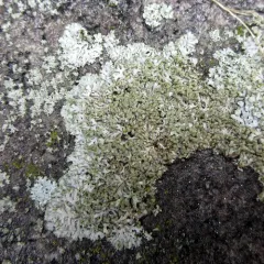 Powder-tipped Rosette Lichen thumbnail 4