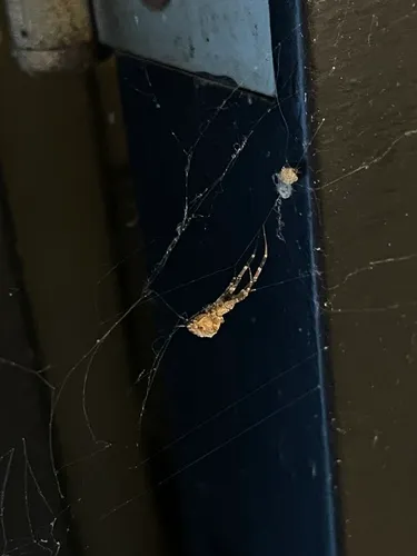 Octonoba sinensis