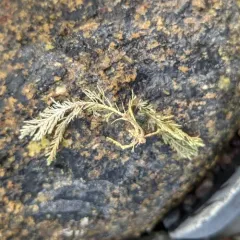 Common Coralline thumbnail 3