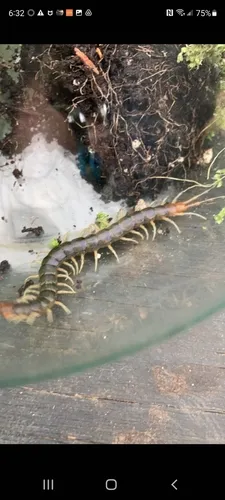 Minor Blueleg Centipede