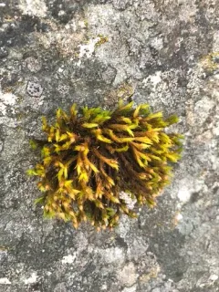 Rock Bristle-moss thumbnail 2