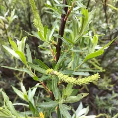 Narrowleaf Willow thumbnail 2