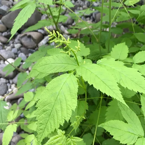 Goatsbeard