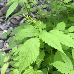 Goatsbeard thumbnail 1