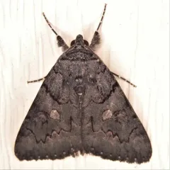 Sweetfern Underwing Moth thumbnail 4