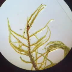 Shaded Wood-moss thumbnail 4