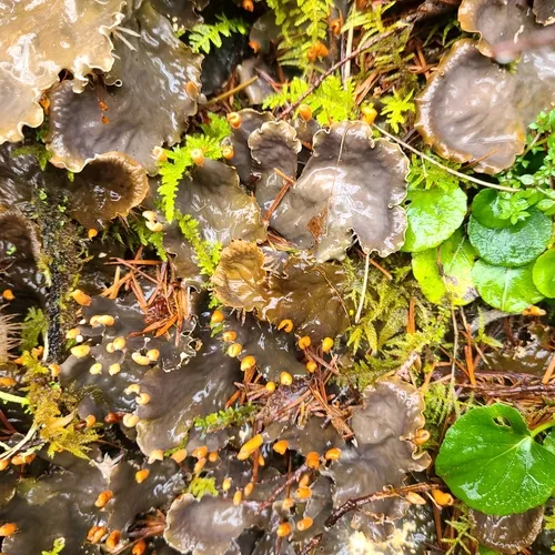 Peltigera cinnamomea