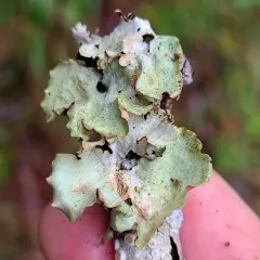 Speckled Rag Lichen thumbnail 3