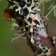 Green Loop Lichen thumbnail 4