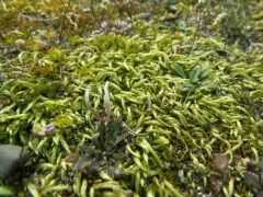 Sandwort Homalothecium Moss thumbnail 2