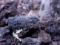Fuscopannaria maritima thumbnail 4