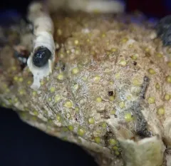 California Boring Sponge thumbnail 1