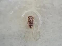 Potato Psyllid thumbnail 3