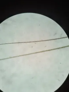 Habrophlebia vibrans thumbnail 2