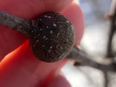 Zapatella quercusmedullae thumbnail 3