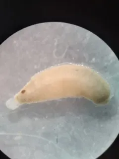 Biocular Leech thumbnail 2