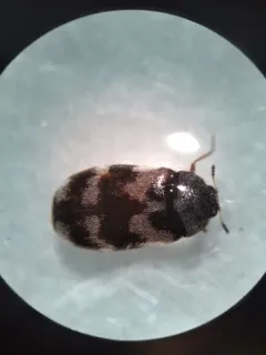 Stockholm beetle thumbnail 2