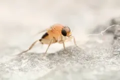 Scaled Hump-backed Fly thumbnail 2