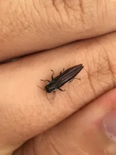 Agrilus ferrisi thumbnail 2