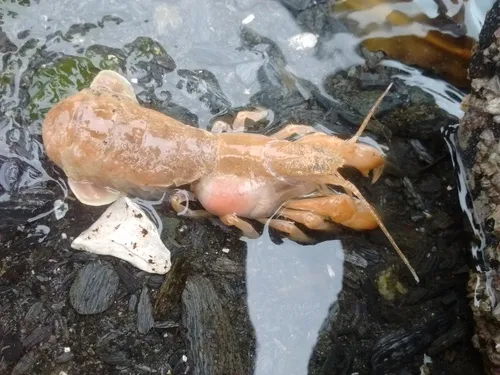 Griffen's isopod
