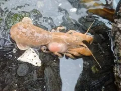 Griffen's isopod thumbnail 1