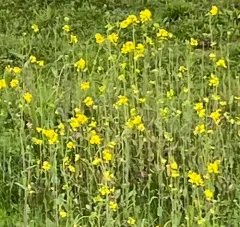 rapeseed thumbnail 3