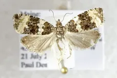 Olethreutes trinitana thumbnail 4