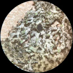Mealy Cryptic Shade Lichen thumbnail 2