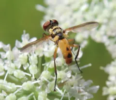 Xanthomelanodes flavipes thumbnail 2