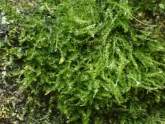 Bryolawtonia vancouveriensis thumbnail 3