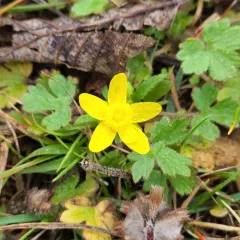 Western Buttercup thumbnail 2
