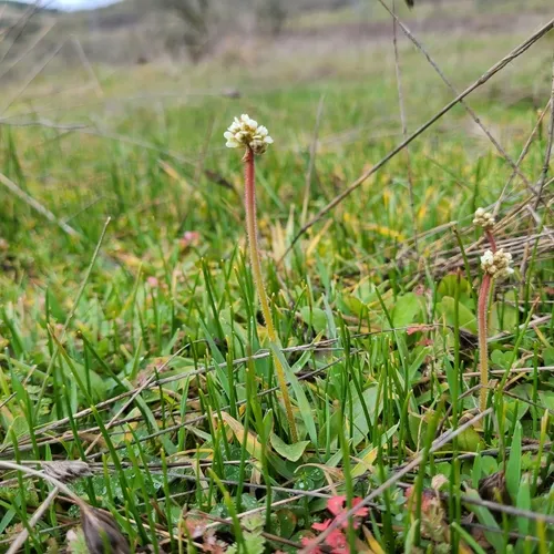 Wholeleaf Saxifrage