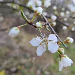 Cherry-plum thumbnail 3