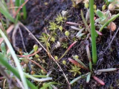 Banded Cord-moss thumbnail 2