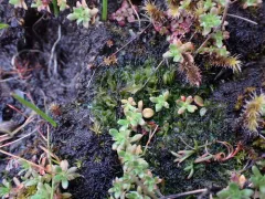 Phymatoceros phymatodes thumbnail 4