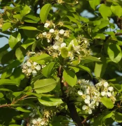 Common Pear thumbnail 2
