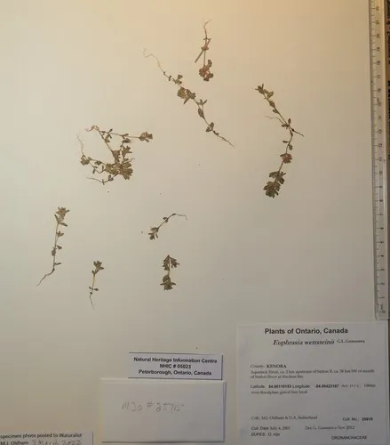 Wettstein's Eyebright