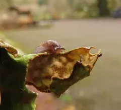 Papillose Taildropper thumbnail 2