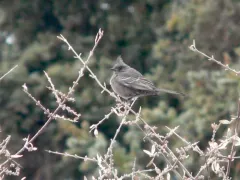 Phainopepla thumbnail 4