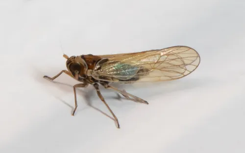 Javesella pellucida