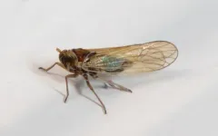 Javesella pellucida thumbnail 1