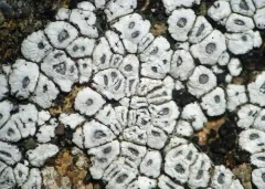 hoary cobblestone lichen thumbnail 2