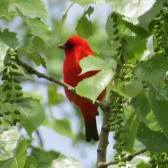 Scarlet Tanager thumbnail 2